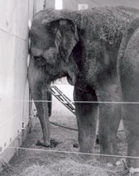 הבידור שהקרקס מעניק לצופיו אינו אלא שמחה לאיד, הנאה מסבלו של הזולת. פיל מדוכא בקרקס