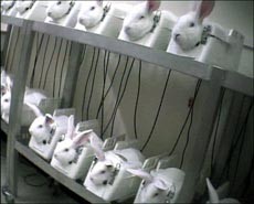 ניסוי מוח ארנבים