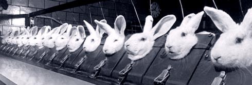 ניסוי בארנבונים