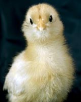 אפרוח בלול בו עוברים טיפוח