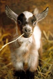 רק ברגע שבעלי חיים ייפסקו מלהיתפס כרכוש ולא כיצור בפני עצמו, תיפסק הלגיטימציה לסבלם.