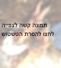 שברים וכוויות הן חלק מהתופעות שקורות לתרנגולים במהלך חייהם במשק