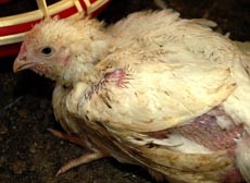 כשל גנטי לתרנגול בלול