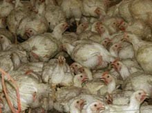 צפיפות קשה מאוד בלול בשר