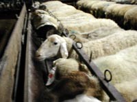 כבשים מרוסנות בזמן חליבתן. צולם במושב בית יצחק.