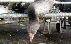 אווזים במשק