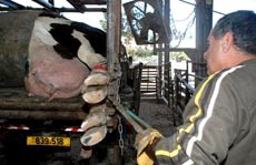 פועל רפת מבצע טילוף בפרה