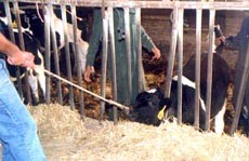 על מנת לבצע תהליכים בגוף הפרה כגון צריבת מספר, גדיעת קרניים וחירור אוזניים, מקבעים את הפרה לגדל ברזל...