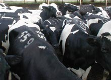 פרות מצופפות בכניסה למכון חליבה