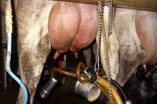 חליבת עטינים ברפת