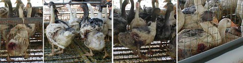 אווזים פצועים ומדממים מפי הטבעת ומגדמי הכנפיים. מושב אחיסמך, מאי 2001