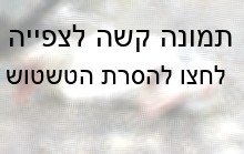אווז שפניו נפצעו מצינור הפיטום. מושב אחיסמך, מאי 2001.