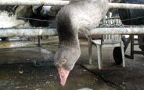 אווזים במשק