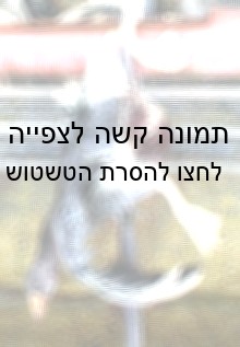 שחיטת דחק של אווז גוסס שדימם מפי הטבעת בשל התבקעות מערכת העיכול כתוצאה מהפיטום הכפוי. בן זכאי, מאי 2001.