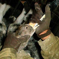 פיטום אווז בכפר הנגיד, אפריל 2001.