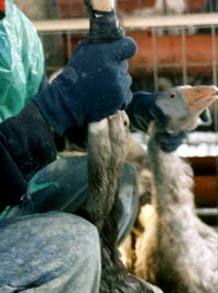 פיטום אווזים