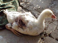 אווז פצוע לאחר שעבר פיטום