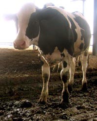 רצפת הרפת מלאה לכלוך זוהמה וצואה