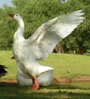 אווז פורש כנפיו על רקע נוף פסטורלי