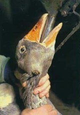 בעת הפיטום מוחדר צינור ברזל לתוך גרון האווז