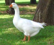 אווז מסתובב בפארק