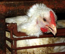 תרנגול מתנשם. הצפיפות הקשה גורמת לקשיי נשימה