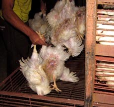 פועל זורק תרנגולות למשאית כאילו היו חפצים