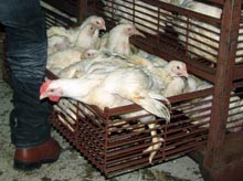 העמסת עופות למשאית לפני הובלה לשחיטה