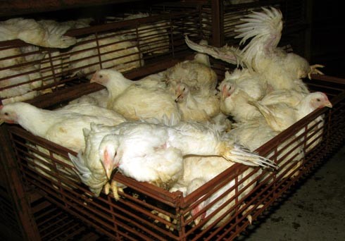 האינטרס של המובילים הוא לדחוס תרנגולים רבים יותר ככל האפשר בכל משלוח. הגושרים, ספטמבר 2010