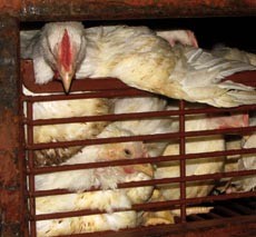 הצפיפות כל כך קשה עד שהתרנגולים לא מסוגלים להזיז כמעט אף איבר, ובדרך כלל נמחצים עד גרימת פציעות וחבלות בגופם