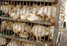 עופות מובלים לשחיטה