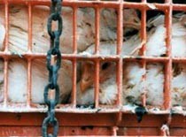 צפיפות קשה בזמן הובלת תרנגולים לשחיטה