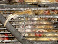 עופות נדחפים אל תוך הסורגים ונמחצות בצפיפות הקשה במהלך הובלה