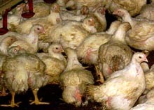 תרנגולות צפופות בלול פטמים