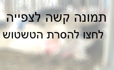 פרה עם עטינים נפוחים ופצועים ברפת חלב. חצרים, נובמבר 2007