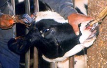 תהליך אכזרי בו מסרסים את הפרה, חותכים את קרניה וצורבים מספר על גופה. שיטה מקובלת לרסן את החיה לקראת...