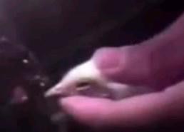 חיתוך קצה המקור של תרנגולת בלהב מתכת לוהט, כפי שתועד בחקירה. מכ הוא נוהג מקובל בתעשיית הביצים, אם כי לרוב,...