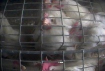 תמונה מתוך החקירה בחוות ספרבו: Mercy for Animals