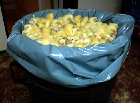 50 אלף עיניים במכל אשפה