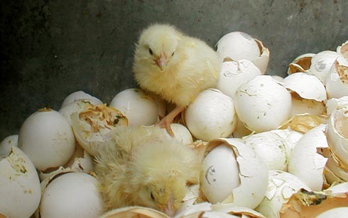 50 אלף עיניים במכל אשפה