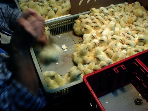 50 אלף עיניים במכל אשפה