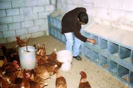 תרנגולות מתגודדות בפינה של לול ביצים אורגני ומטילות על הקרקע – ולא בתיבות ההטלה. מושב בארותיים, ינואר 2001.