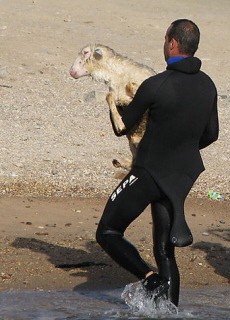 הכבש סהר במהלך הצלתו. צילום: סבסטיאן טריפולט