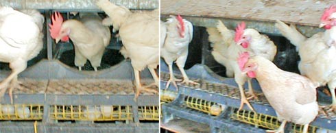 תאי הטלה במשק ביצים אורגניות . מנצלים את הדחף הטבעי של התרנגולת להטיל במקום חבוי