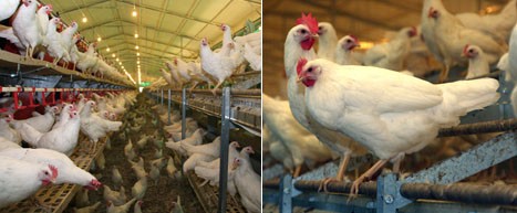 תמונות מלול ביצים ללא כלובים הבנוי בשיטת מעוף , המנצלת את ממד הגובה לשימוש התרנגולות