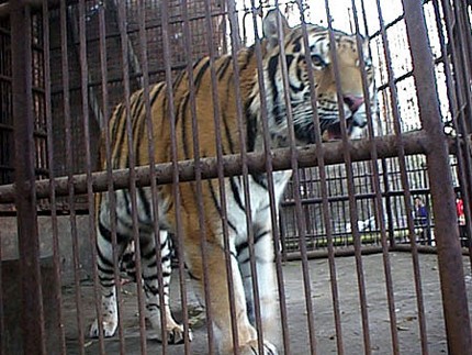 טיגריסים שמקורם בגני חיות עלולים לסיים את חייהם בכלובים קטנים, בקרקסים או כמטרה לירי, משום שהם צאצאים...