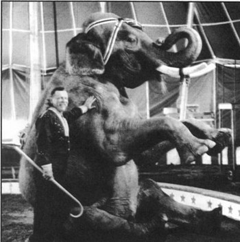 סטוני, פיל שנולד בגן חיות בפורטלנד, אורגון, ונמכר למאמן כשהיה בן שלוש. הוא הופיע בקרקסים עד שנפצע עקב...