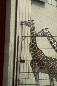 ג'ירפות עוסקות בליקוק קיר (צילום: Meredith Bashaw מתוך: Stereotypic Animal Behaviour)