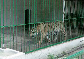 טיגריס בצעידה סטריאוטיפית (צילום: Born Free Foundation, מתוך: Stereotypic Animal Behaviour)