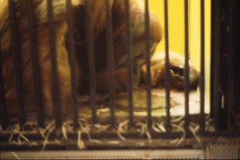 אורנגאוטן מקיא – התנהגות סטריאוטיפית שכיחה בגני חיות במינים מסוימים (צילום: Danial Mills מתוך: Stereotypic Animal Behaviour)